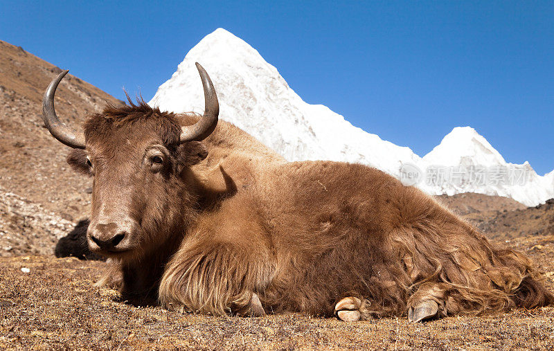 牦牛和mount Pumo -尼泊尔